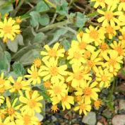 Астра альпийская (aster alpinus)