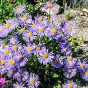 Астра альпийская (aster alpinus)