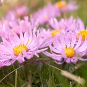 Астра альпийская (aster alpinus)