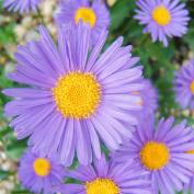 Астра альпийская (aster alpinus)