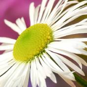 Астра альпийская (aster alpinus)