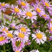 Астра альпийская (aster alpinus)