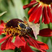 Гелениум (helenium)