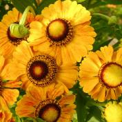 Гелениум (helenium)