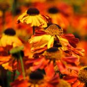 Гелениум (helenium)