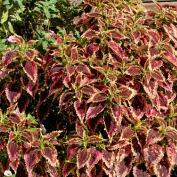 Колеус (Coleus)