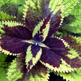 Колеус (Coleus)