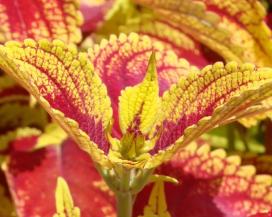 Колеус (Coleus)