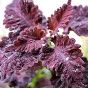 Колеус "Черный дракон" (Coleus 'Black Dragon')