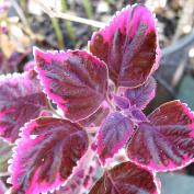 Колеус (Coleus 'Trailing Plum Brocade')