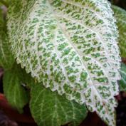 Колеус (Coleus 'Unknown Speckled Green')