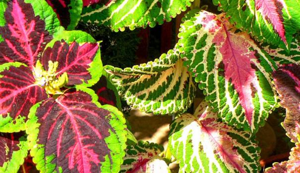 Колеус Блюме (Coleus blumei)