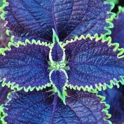 Колеус Блюме (Coleus blumei)