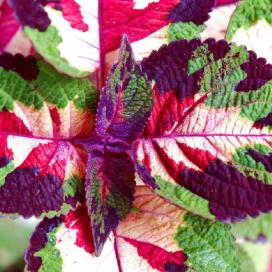 Колеус Блюме (Coleus blumei)