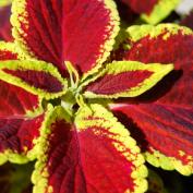 Колеус Блюме (Coleus blumei Solenostemon scutellarioides)