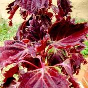 Колеус Вершаффельта (Coleus blumei var. verschaffeltii)