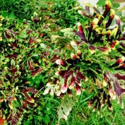 Колеус Вершаффельта (Coleus blumei var. verschaffeltii)