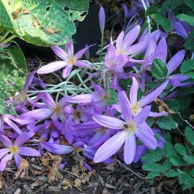 Безвременник осенний (colchicum autumnale)