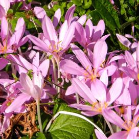 Безвременник осенний (colchicum autumnale)