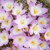 Безвременник осенний (colchicum autumnale)