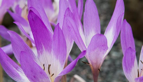 Безвременник прекрасный (colchicum speciosum Huxley)