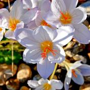 Осенний крокус (crocus speciosus)