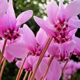 Цикламен плющелистный (cyclamen hederifolium)