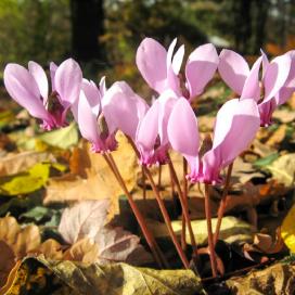 Цикламен плющелистный (cyclamen hederifolium)