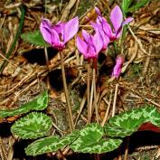 Цикламен краснеющий (cyclamen purpurascens)