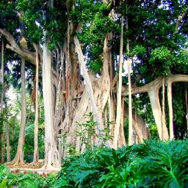 Полуэпифиты. Фикус Макрофила (Ficus Macrophylla)