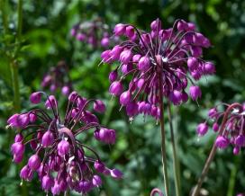 Аллиум (Allium)