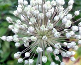 Аллиум (Allium)