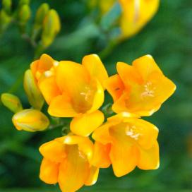 Фрезия (Freesia)