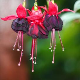 Фуксия (Fuchsia)