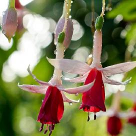 Фуксия (Fuchsia)