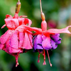 Фуксия (Fuchsia)