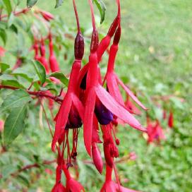 Фуксия магелланская (Fuchsia magellanica)