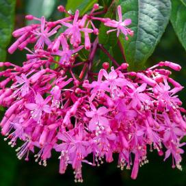 Фуксия метельчатая (Fuchsia paniculata)