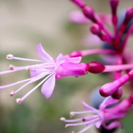 Фуксия метельчатая (Fuchsia paniculata)