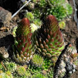 Оростахис (Orostachys spinosa)