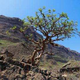 Ладанное дерево (Boswellia sacra) находится под угрозой вымирания