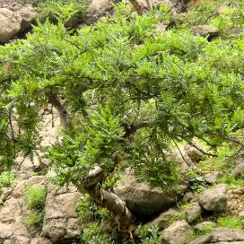 Ладанное дерево или Босвеллия священная (Boswellia sacra)