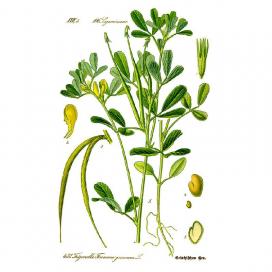 Пажитник сенной или греческий (Trigonella foenum-graecum)