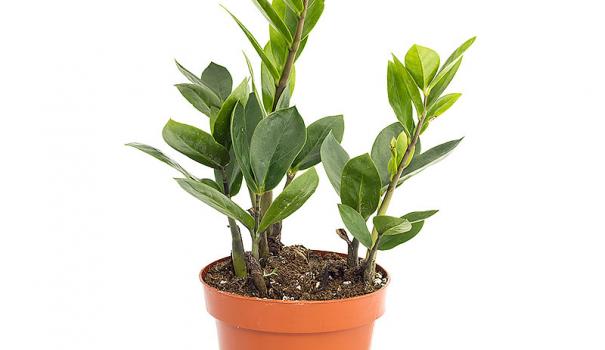 Замиокулькас замиелистный (Zamioculcas zamiifolia)