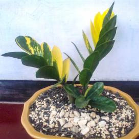 Пестролистная форма замиокулькаса замиолистного (Zamioculcas zamiifolia variegata)