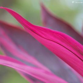 Розовая драцена (Dracaena Pink)