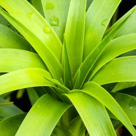 Драцена Гукера (Dracaena hookeriana)