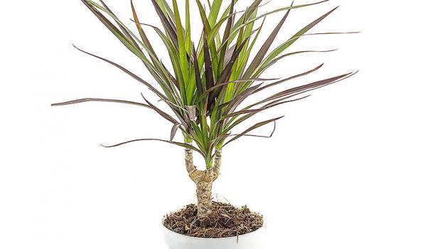 Драцена окаймленная (Dracaena marginata)