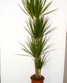 Драцена окаймленная (Dracaena marginata)