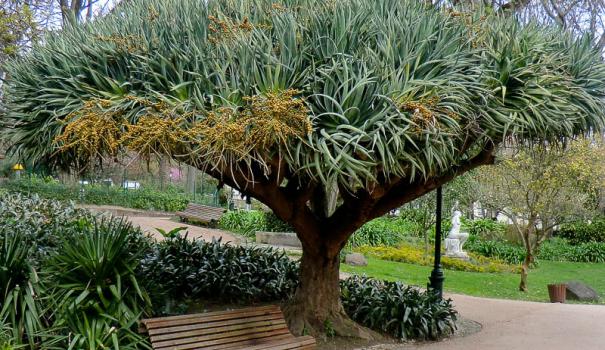 Драцена "Драконово дерево" (dracaena draco)